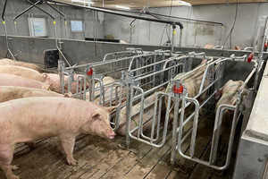 Sow-walking-free-in-a-mating-stall