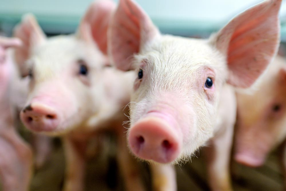 Piglets-standing-and-looking