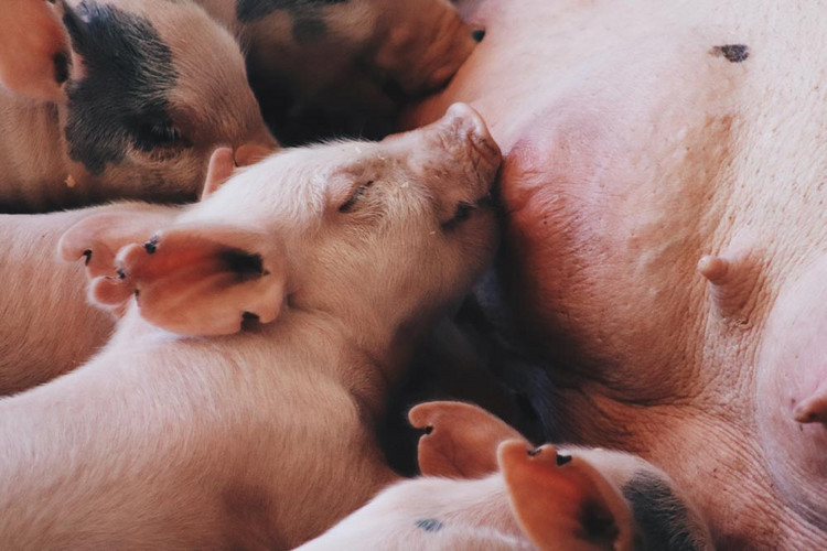 Baby-piglets-nursing-and-sleeping