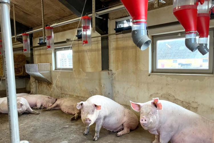 Sows-in-a-pig-barn